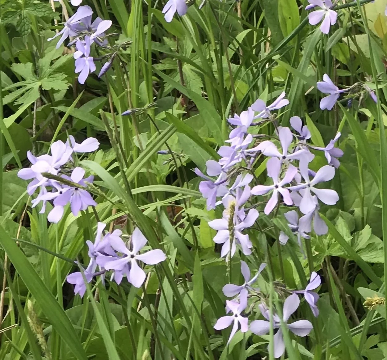 Wood Phlox (Phlox divaricata) — Wild Ginger Woodlands